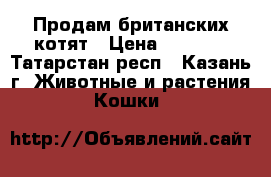 Продам британских котят › Цена ­ 3 000 - Татарстан респ., Казань г. Животные и растения » Кошки   